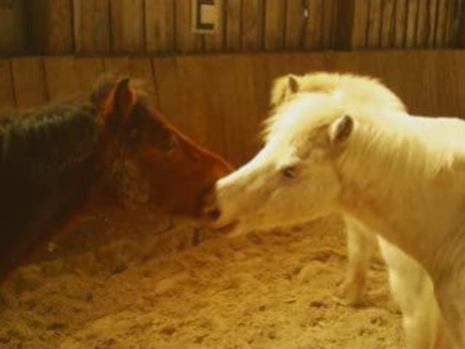 LA STABU DANS LE MANEGE
