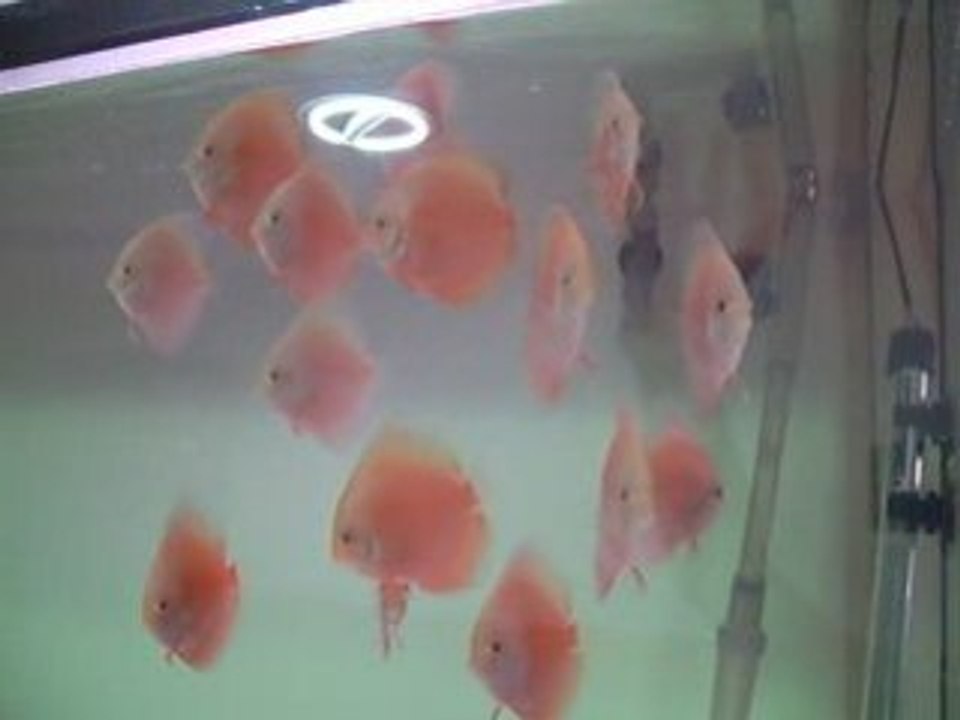 TurkDiskus1