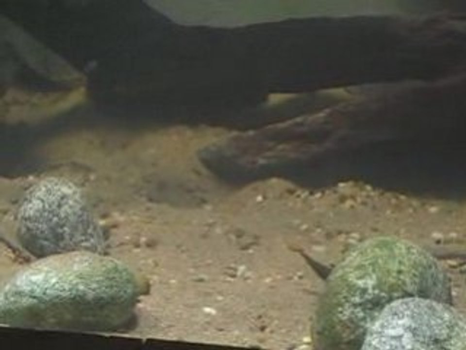 Nouvelle décoration de mon bac de 5000 litres