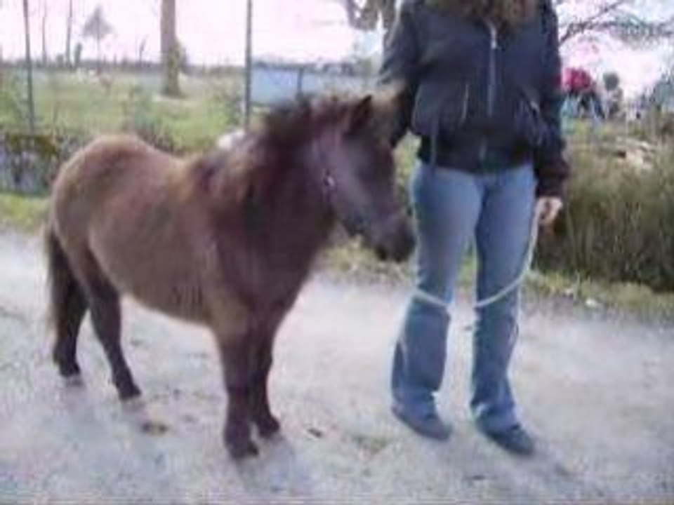 Blacky du Divina Stela Ranch