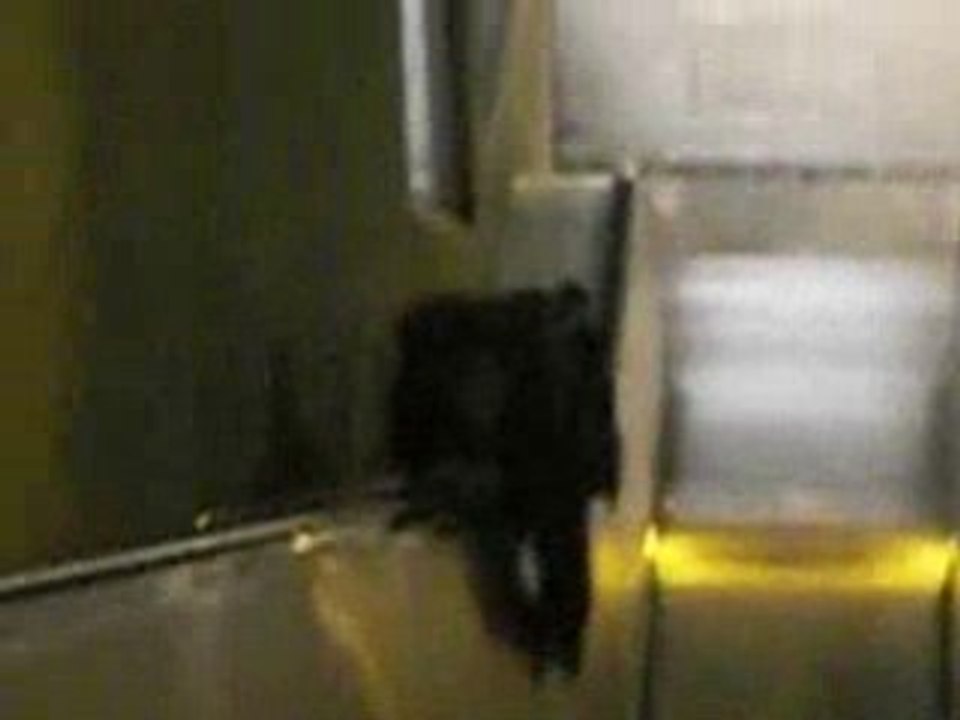 escalatore 2