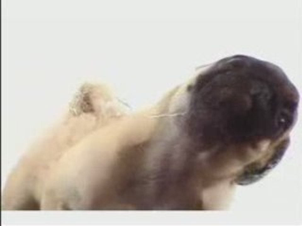 Puppy Screen Cleaner