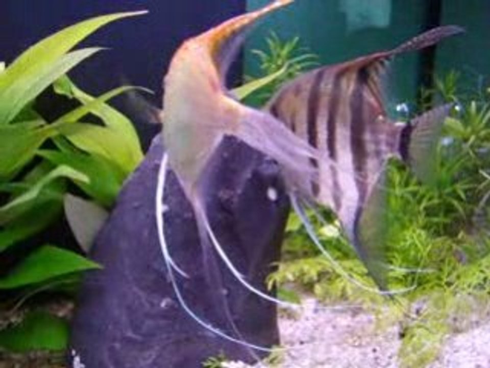 scalaires rassemblant leurs alevins