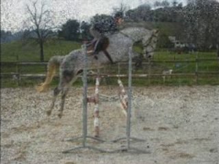 Mélusine jument sBs