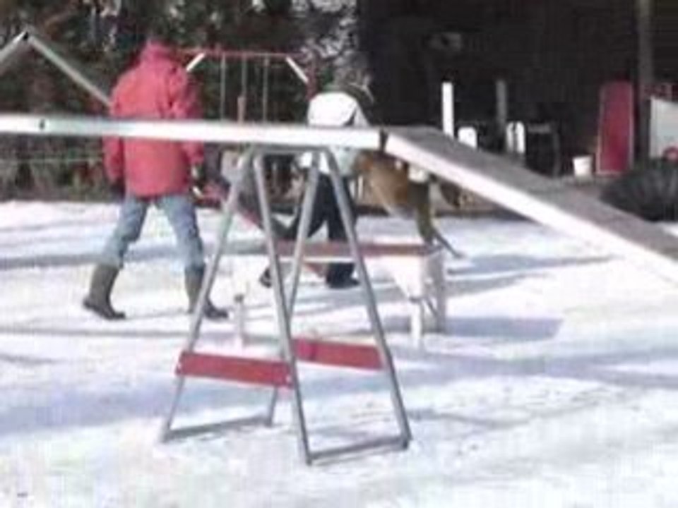 Agility drago