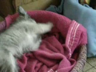 DSCN6383Diégo fou fou