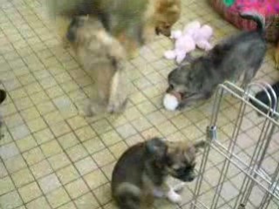 Les bébés jouent