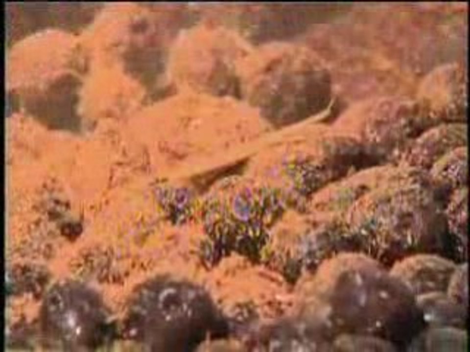 Pupunha germinação