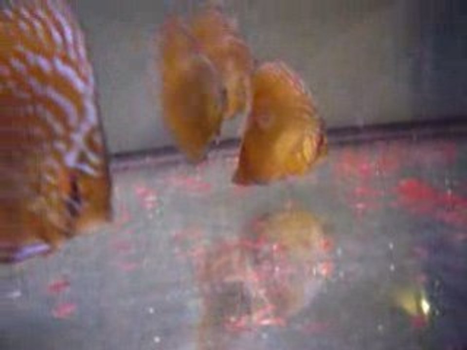 discus Phong