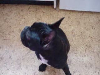 Pookie, je suis ton pére !