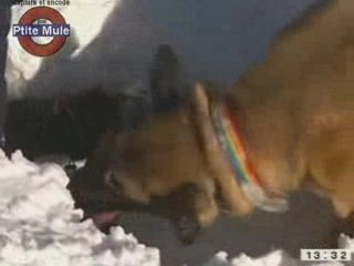 Les chiens d'avalanche