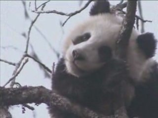 Pandas and time, where there're no humans