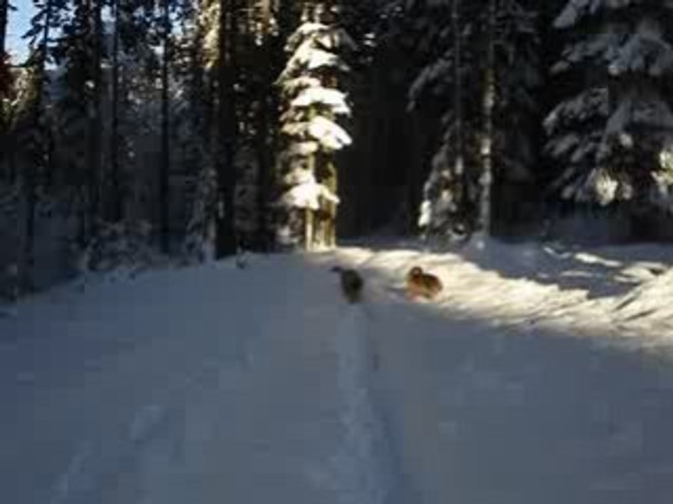 Mes louloutes jouent dans la neige