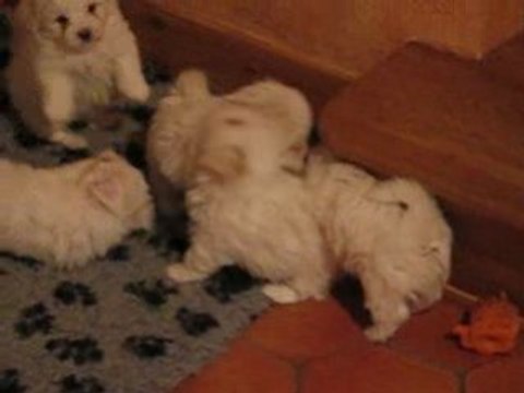 Les cinq petits cotons vidéo du 10-02