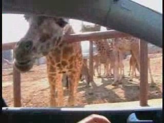 san francesco enzo da carditello parla con gli animali