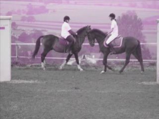 Les chevaux que j'aime