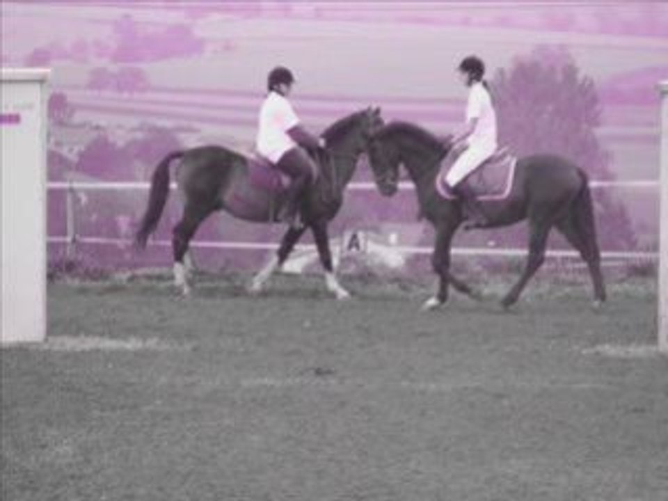 Les chevaux que j'aime