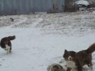 australiens dans la neige