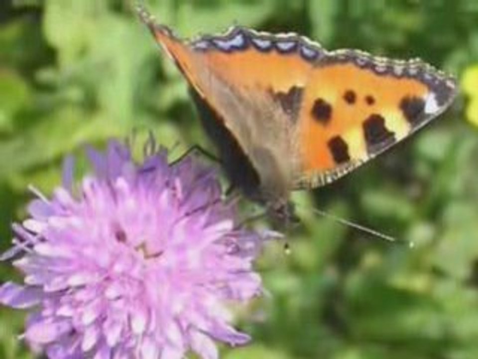 Les papillons_1