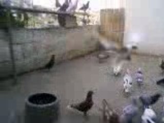 Urfa'dan Reşat CANBEK'n filo kuşları ---www.guvercinurfa.com