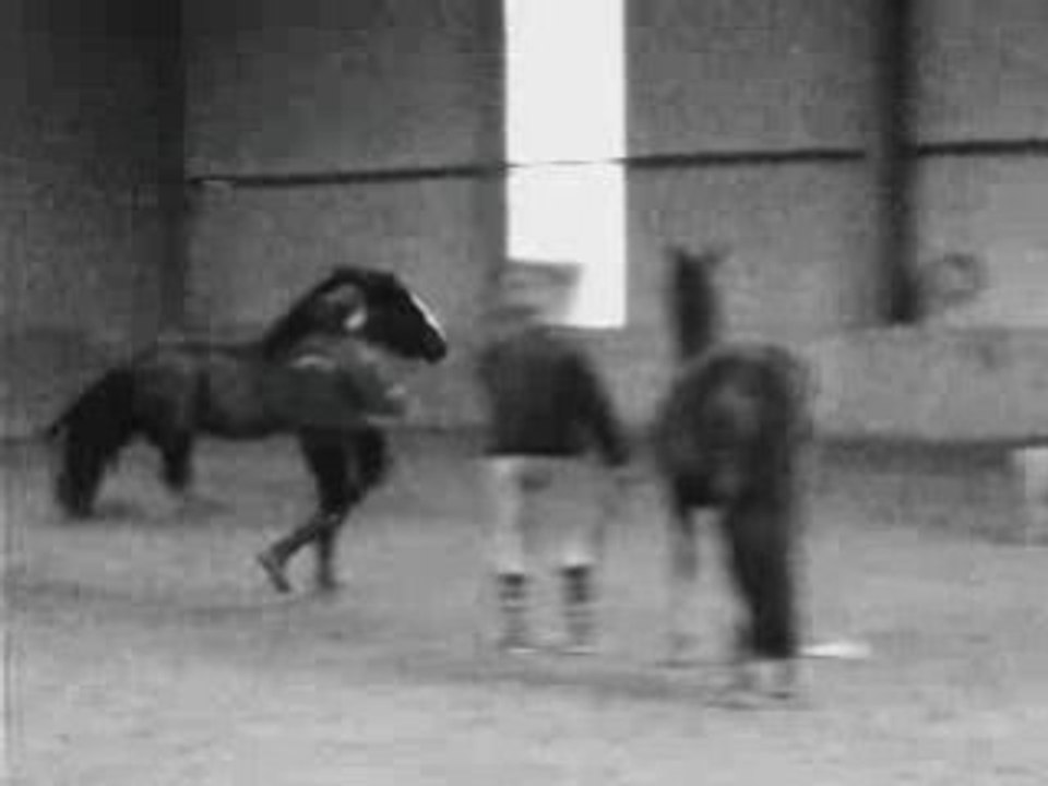 Laura/Indiana et Moi/Quartoon's a pied !!