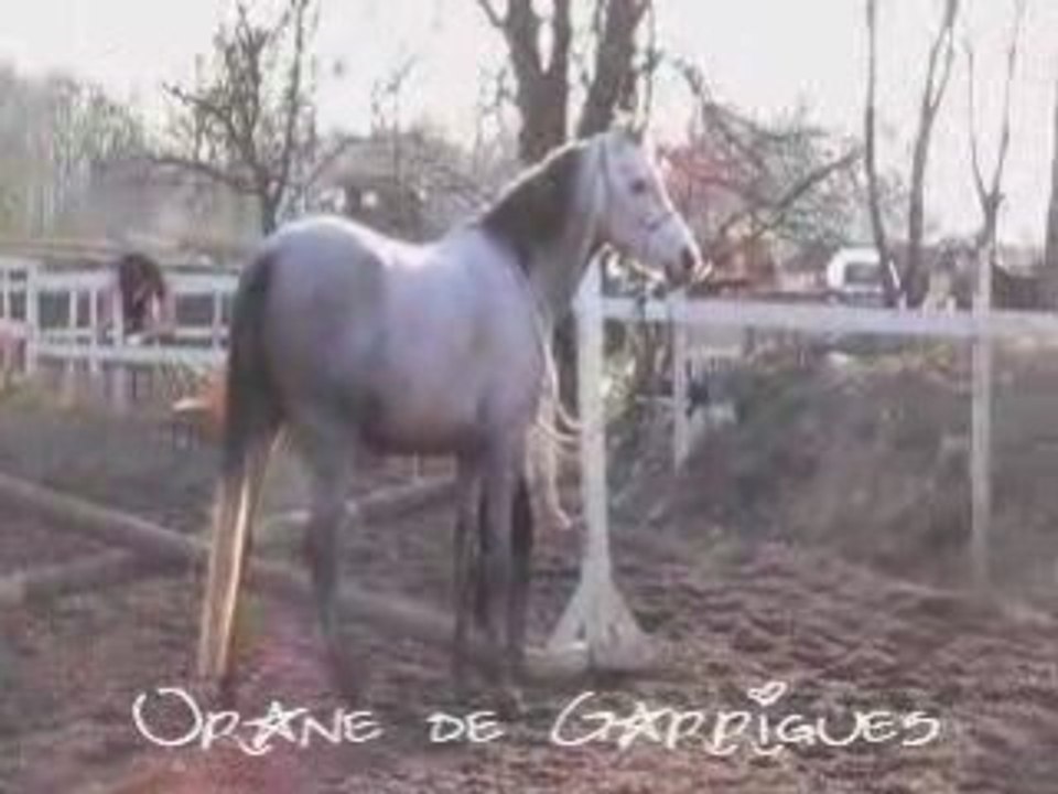 Orane licol fev 09