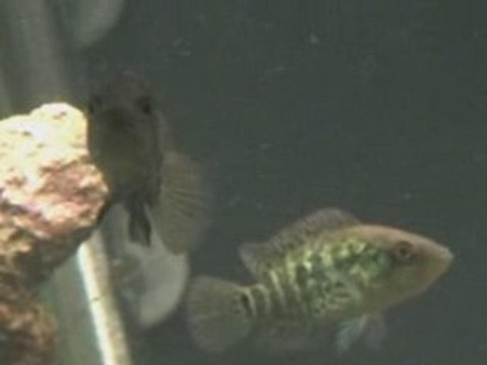 2009-02-16 - bacs de 121 gallons