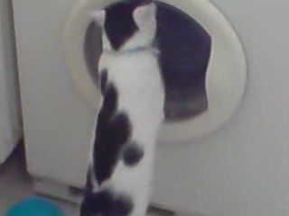 CHAT DROLE MARRANT