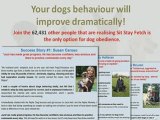 Dog Training Commands