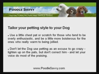 Poodle Training: How To Connect With Your Dog
