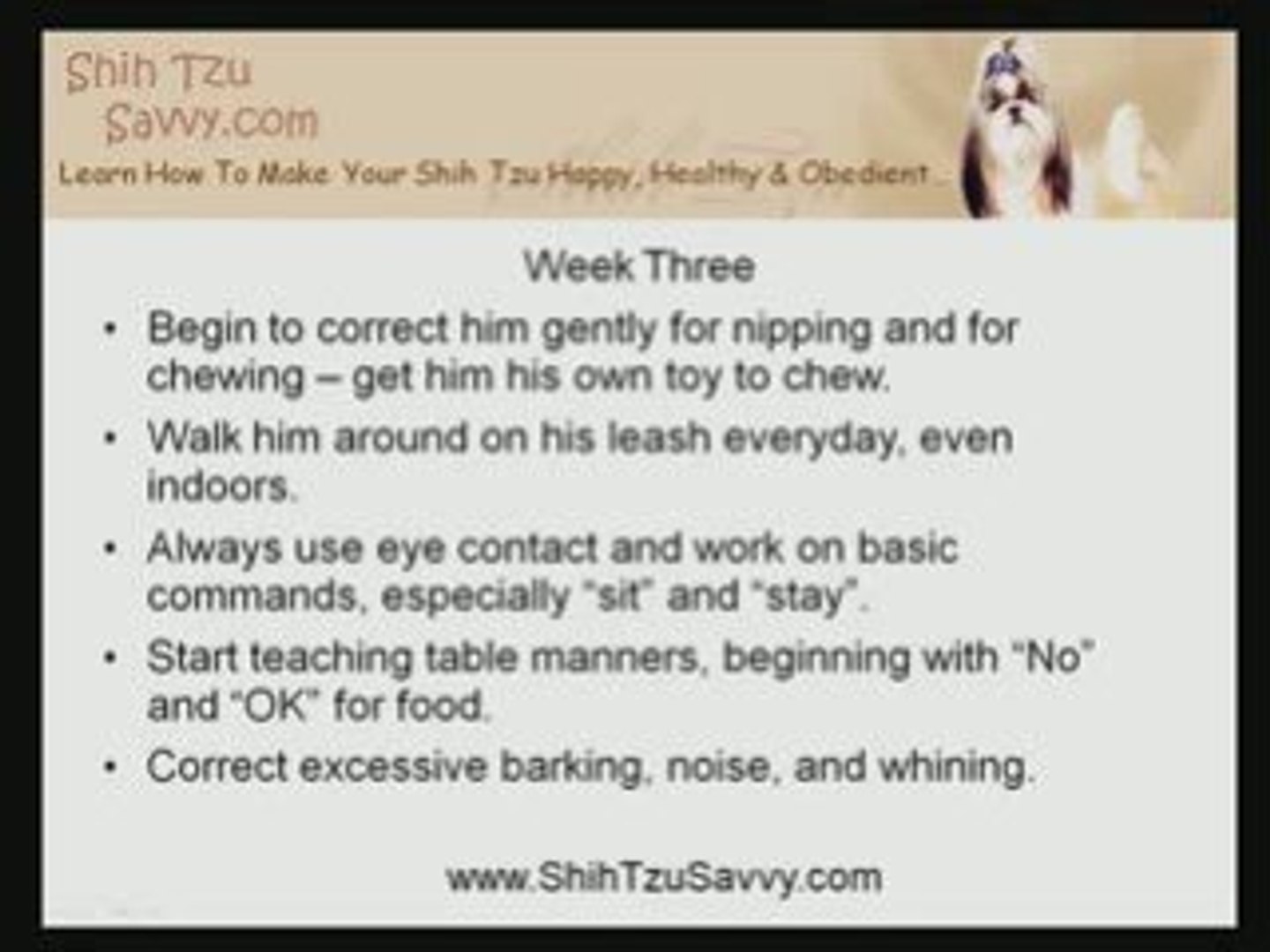 Puppy S First Month Home Potty Training A Shih Tzu And More