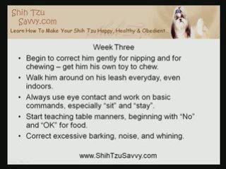 Puppy's First Month Home: Potty Training A Shih Tzu and More