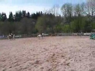 Team penning amateur 2eme go