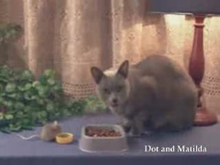 Un chat et une souris dînent ensemble