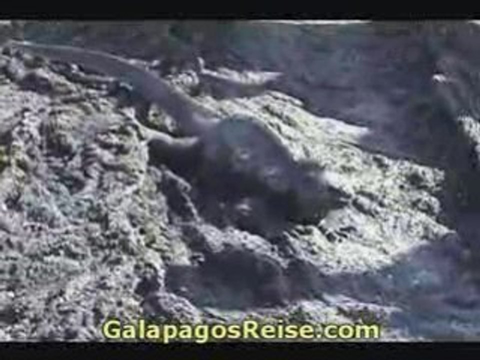 Galapagos video blog 2008