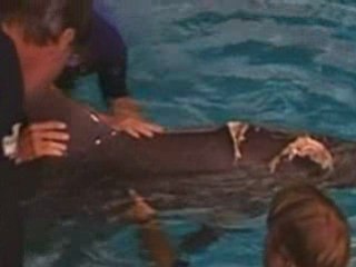 Injured dolphin