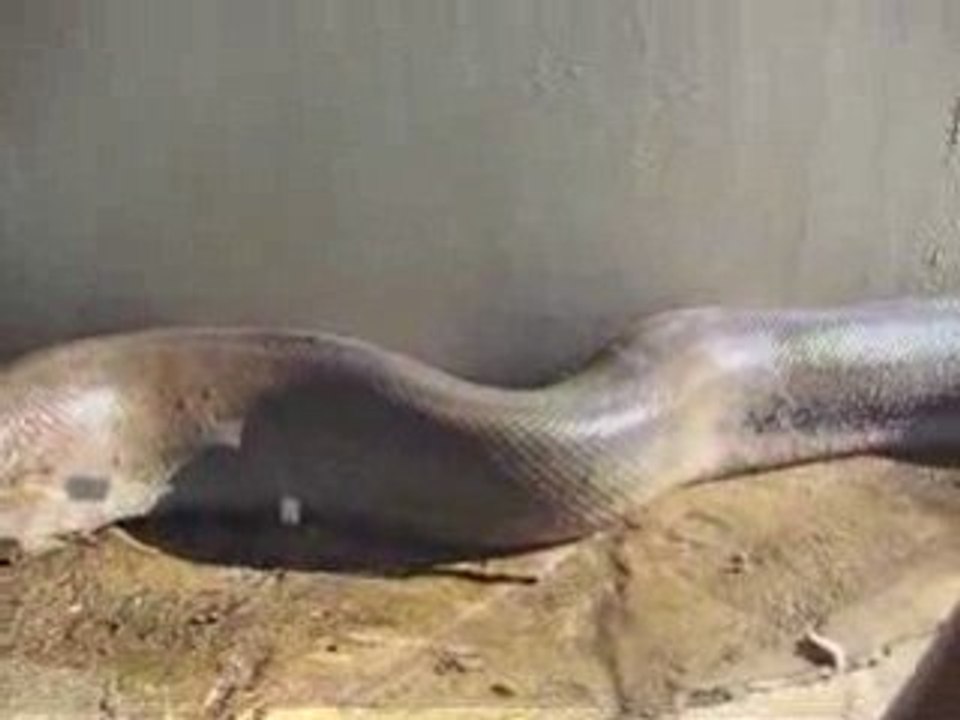 Long Python