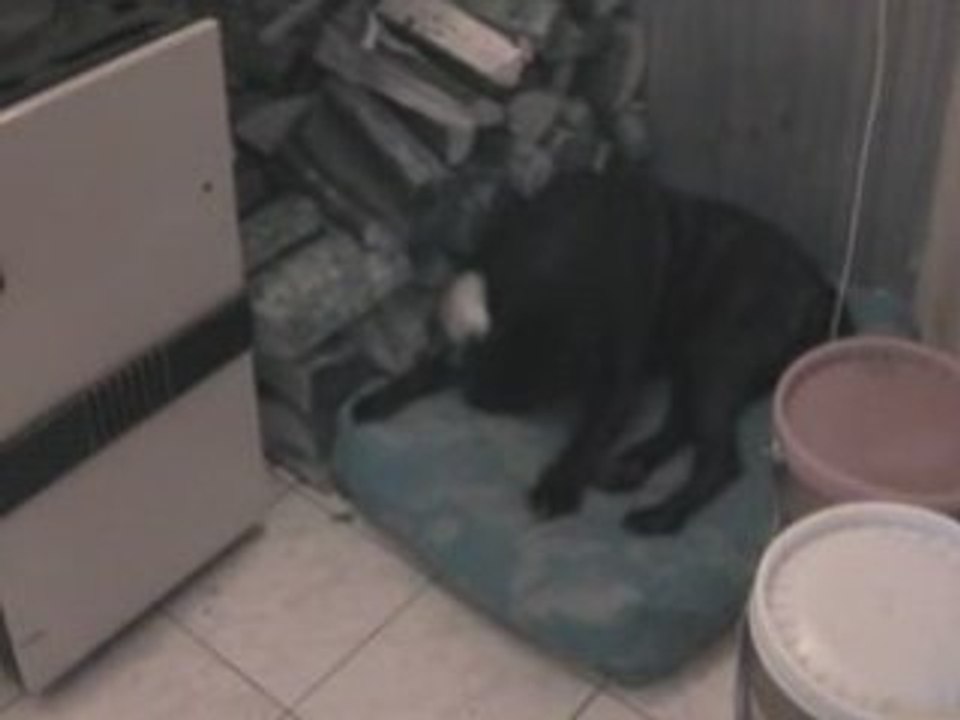 ma fufu et ma chienne