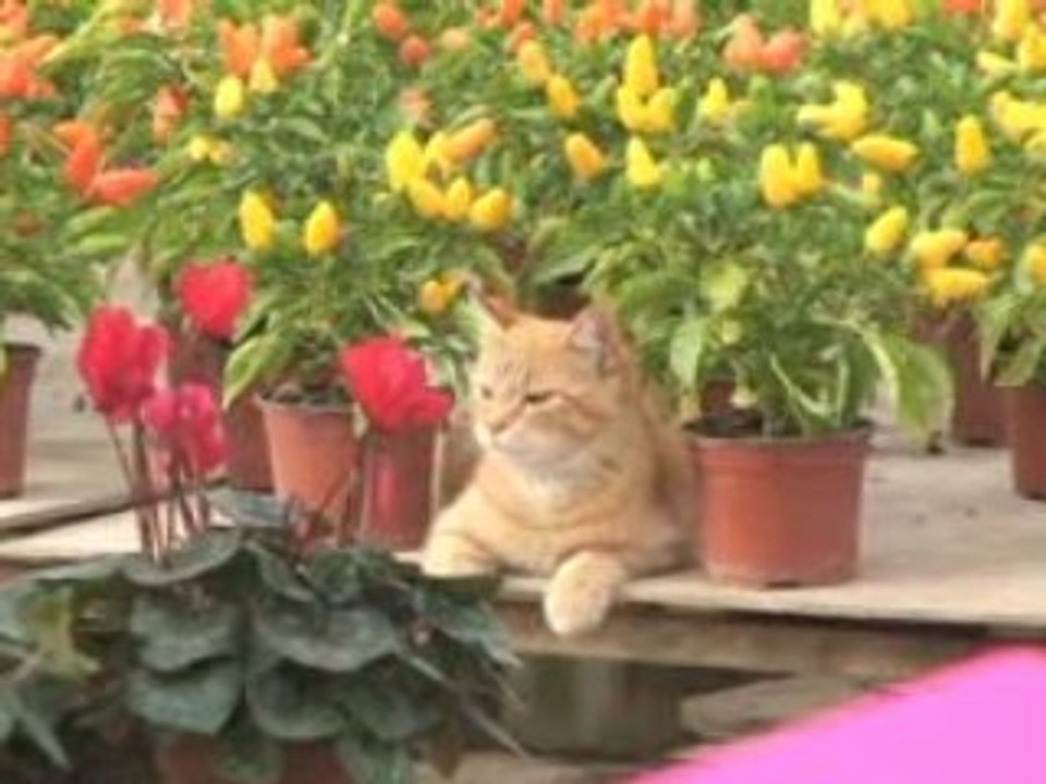 ô fleurs de St Sauveur production horticole à Saint Sauveur