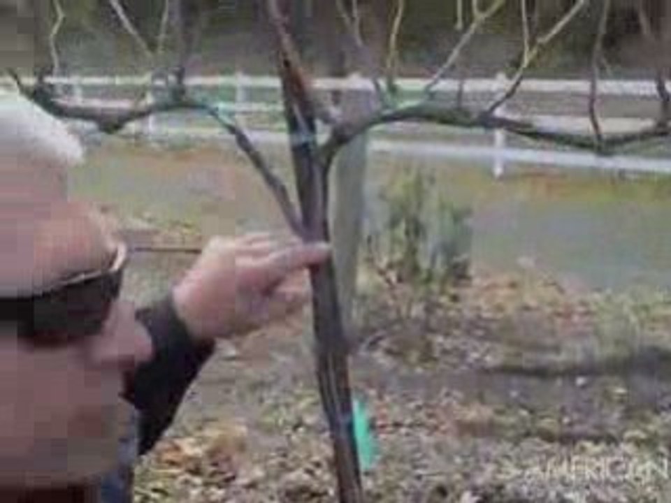 Orchid Hill Vineyard: Winemaking in the Vineyard