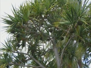 Miami Beach Février 2009