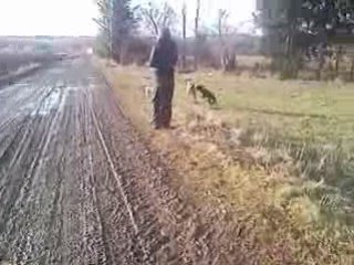Ballade de chiens