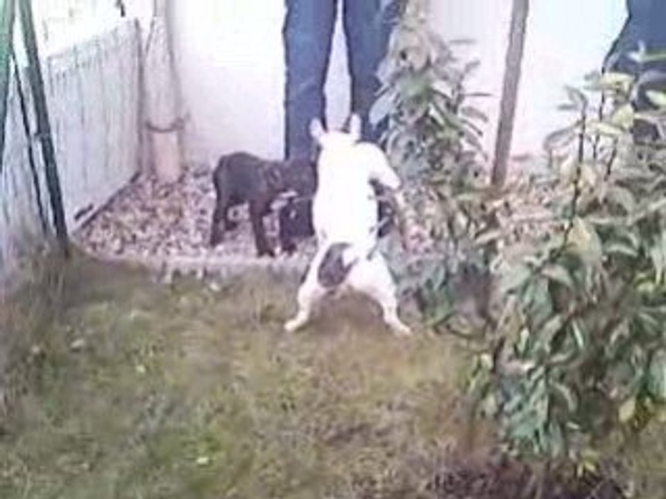 Ballade de chiens