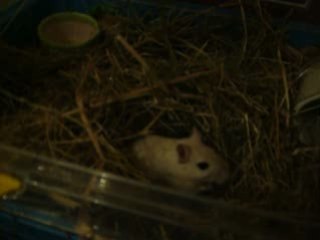 Font leur nid 1ere parti