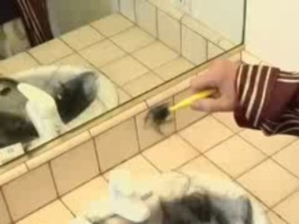 T-Shirts Jesus Shaves | Jesus Shaves Funny T-Shirts