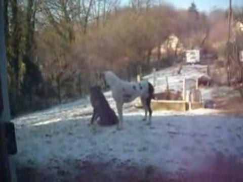 Neige +Théo et chiens 00028