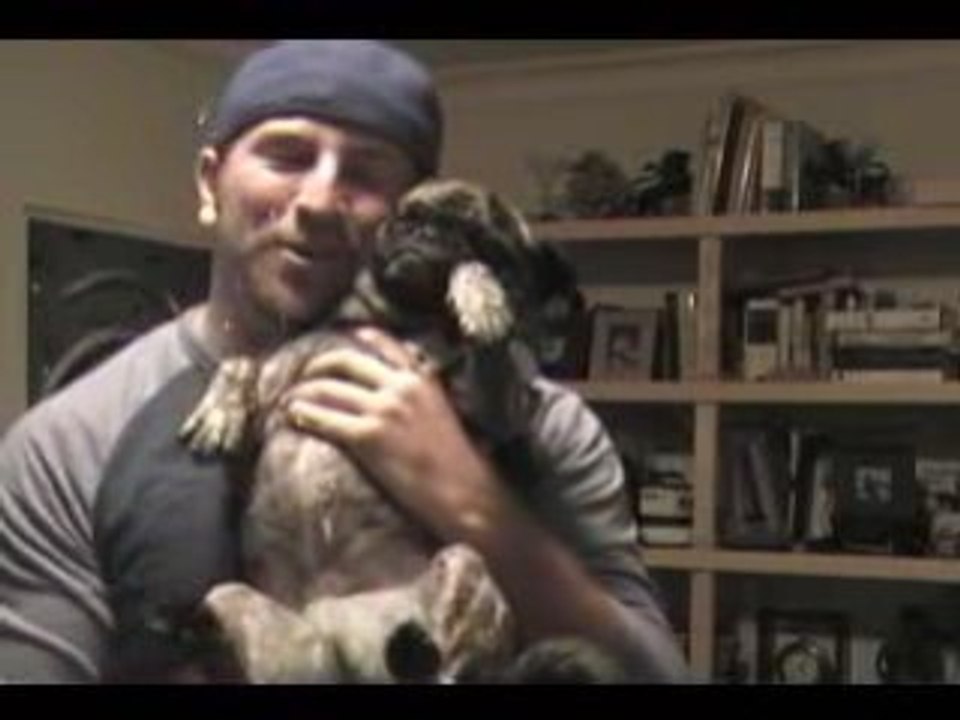 Owned-chien humour BAD