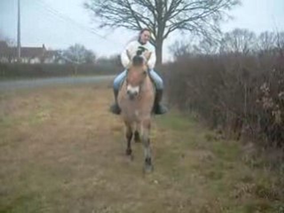 Donjouan, poney fjord au pas espagnol...