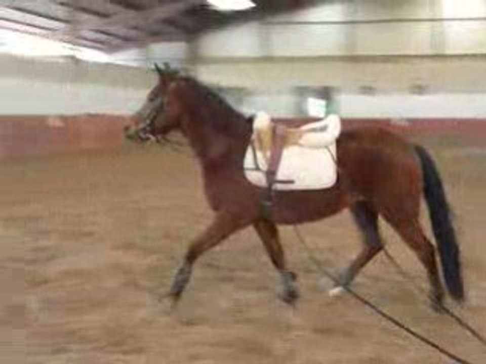 Moon Poneii ( lL )