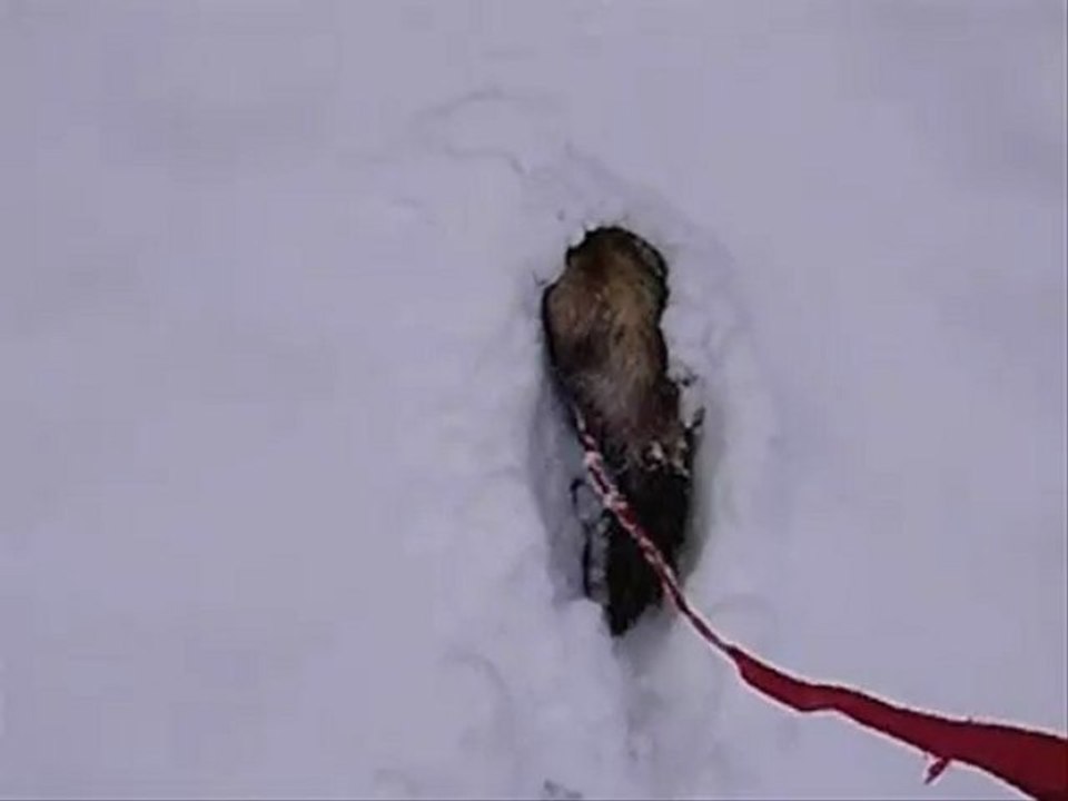 Néfi dans la neige
